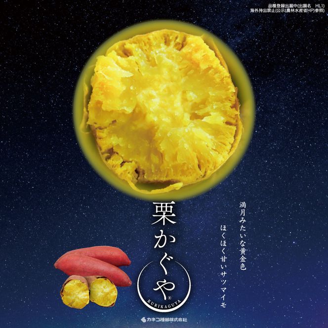 【2027年7月より順次発送】希少な新品種！７月限定「行方の黄福(栗かぐや)」さつまいも 約5kg｜さつまいも サツマイモ さつま芋 お芋 希少 新品種 栗かぐや 先行予約 茨城県 行方市(AE-88)