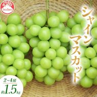 【2026年10月～発送】シャインマスカット 2～4房 約1.5kg ぶどう ブドウ 葡萄 マスカット 果物 フルーツ 長野県 長野 山ノ内町