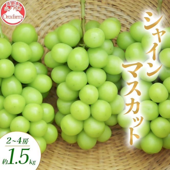 【2026年10月～発送】シャインマスカット 2～4房 約1.5kg ぶどう ブドウ 葡萄 マスカット 果物 フルーツ 長野県 長野 山ノ内町