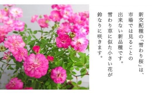 寄せ植え ミニバラ 盆栽仕立て 「雪わりさくら」 薔薇 ばら 盆栽 ギフト 贈答 プレゼント 贈り物 贈りもの 母の日 誕生日 記念日 [BN018ci]