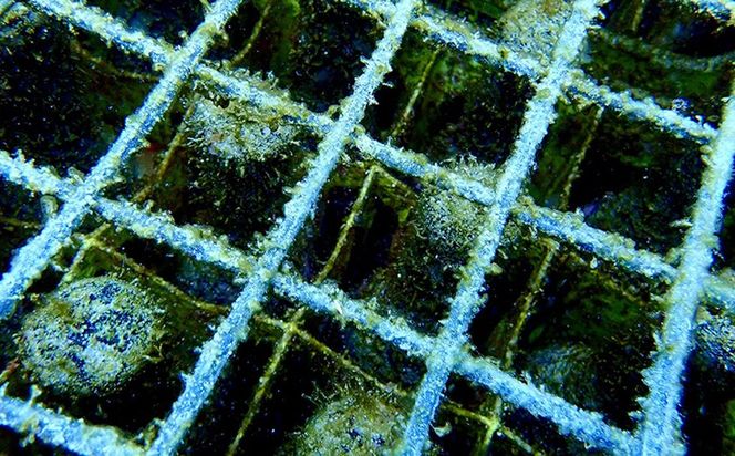 海底熟成泡盛 「珊瑚の海」720ml 40度 10年古酒 海底1年熟成