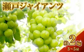 瀬戸ジャイアンツ 約2kg 3～5房 ぶどう 葡萄 フルーツ 岡山 高梁市産 2026年 先行予約 果物類 果物 