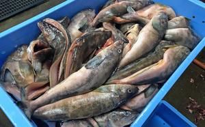 【礼文島リボンプロジェクト】北海道 礼文島産 北の荒波が育んだ 極上 肉厚 開き根ほっけ 特大400g以上×7枚(ピンバッジ付)［マルキュウ ジンポーフーズ］【 ほっけ ホッケ 根ほっけ 開きほっけ 干物 特大 脂のり 自然保護 寄付 海鮮 北海道産 】