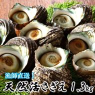 【冷蔵発送】漁師直送!天然活さざえ1.3kg_1067R