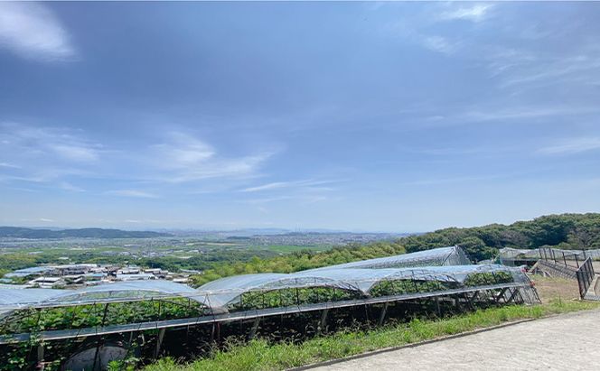 ぶどう 2026年 先行予約 シャイン マスカット 晴王 2房（合計約1.1kg） ブドウ 葡萄  岡山県産 国産 フルーツ 果物 ギフト デザート 食後 酸味が少ない 産地直送 