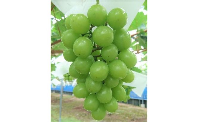 シャインマスカット 4房 正箱（約1.8～2kg）★(有)ティース【配送不可：沖縄・離島】 果物類 ぶどう フルーツ ブドウ 