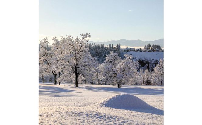 令和7年産！魚沼産こだわり従来コシヒカリ【農家直送!】10kg×2袋 お米 米 コメ 