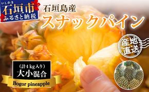 【先行予約】《2025年夏季 順次発送》 石垣島産・スナックパイン 訳ありの大小混合セット SI-24-1