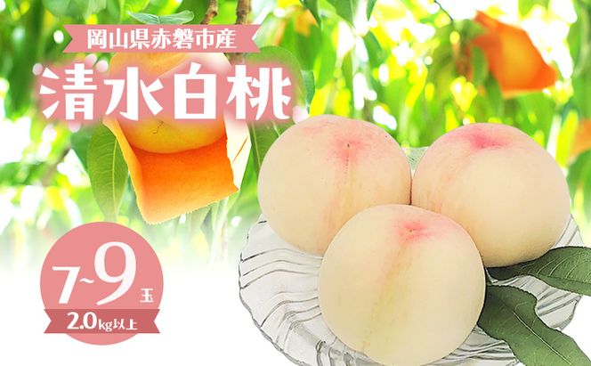 桃 2026年 数量限定 清水白桃 7～9玉 計2.0kg以上 岡山県 赤磐市産