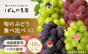 ぶどう 2026年 先行予約 旬のぶどう食べ比べセット 約1.8kg 3～5房 減農薬／ハウス栽培 ブドウ 葡萄  岡山県産 国産 フルーツ 果物 ギフト ばんの農園 マスカット 