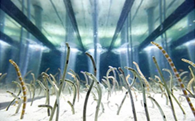 チケット 東京 すみだ水族館 年間パスポート引換券 大人2名 子供2名 入場券 優待券 年パス 旅行 SKYTREE 