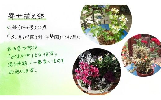 《 3ヶ月に1回お届け！年4回 定期便 》【 確実園 オリジナル 】 寄せ植え （おまかせ1点） ガーデニング 花 はな フラワー 鉢 鉢植え [BG011us]