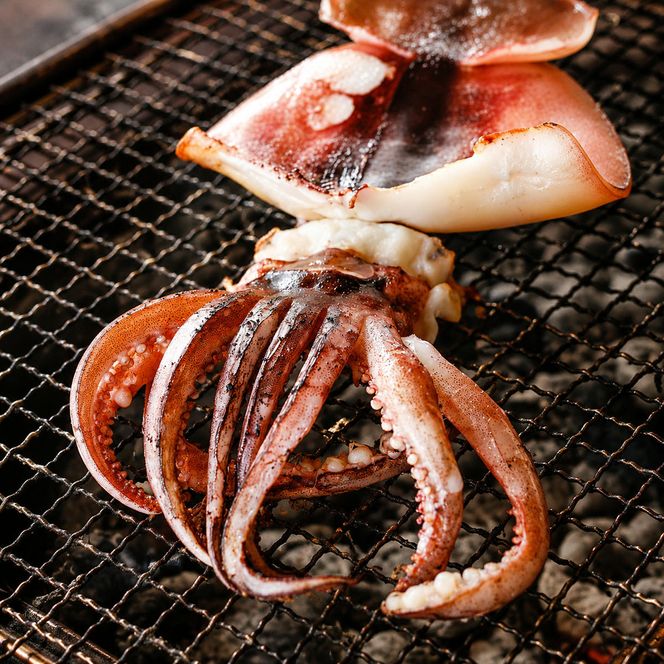 柔らか肉厚の スルメイカ 一夜干し 6枚[ 国産 干物 肴 つまみ イカ ] myz02 myz11 myz17