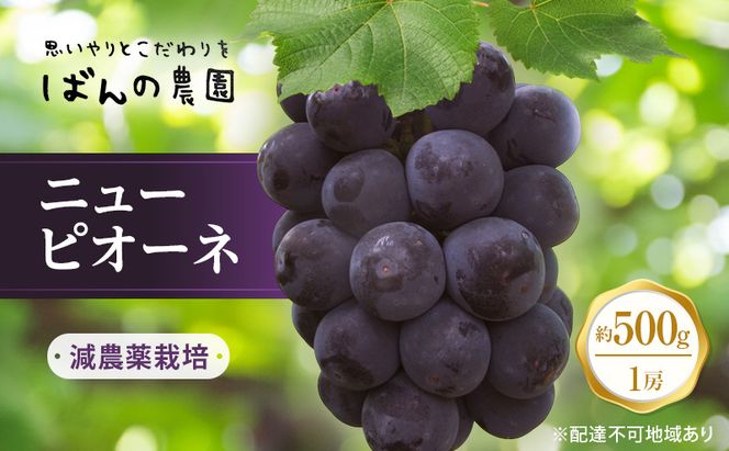 ぶどう 2026年 先行予約 ニューピオーネ 1房 約500g  減農薬栽培 ブドウ 葡萄  岡山県産 国産 フルーツ 果物 ギフト  ばんの農園 ニューピオーネ 種なし 