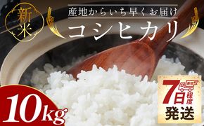 【7日程度で発送】新米コシヒカリ 10kg - 新米 お米 おこめ 国産 米 精米 ひのひかり ごはん 白米 ご飯 おにぎり おむすび 料理 調理 防災 非常食 備蓄 高知県 香南市 常温 at-0057