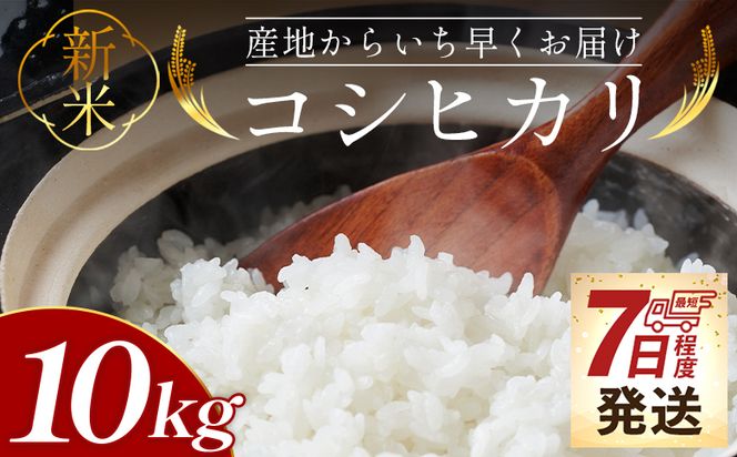 【7日程度で発送】新米コシヒカリ 10kg - 新米 お米 おこめ 国産 米 精米 ひのひかり ごはん 白米 ご飯 おにぎり おむすび 料理 調理 防災 非常食 備蓄 高知県 香南市 常温 at-0057