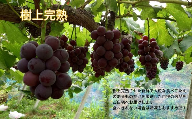 訳あり 藤稔 2房 合計1.0kg以上 産地直送 朝採れ ぶどう 葡萄 岡山 Kawahara green Farm 2026年 先行予約