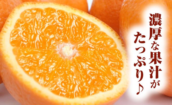 清見オレンジ約8kg / 果実サイズおまかせ ※2027年2月中旬～2027年4月下旬頃発送予定　紀伊国屋文左衛門本舗【kztb401C】