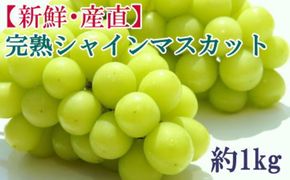 ★2026年度発送分★[新鮮・産直]和歌山県産完熟シャインマスカット約1kg ★2026年9月上旬頃より順次発送［TM182］ 303446_XH92142