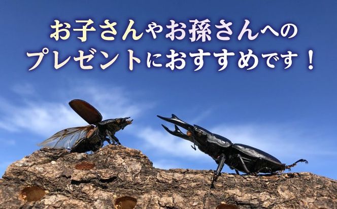 オオクワガタ ペア (Sサイズ)　糸島市 / 糸島クワガタの森 昆虫 ペット [AUN002] クワガタ オオクワガタ  クワガタムシ 昆虫 ペット 虫 生体 国産 ペア 成虫