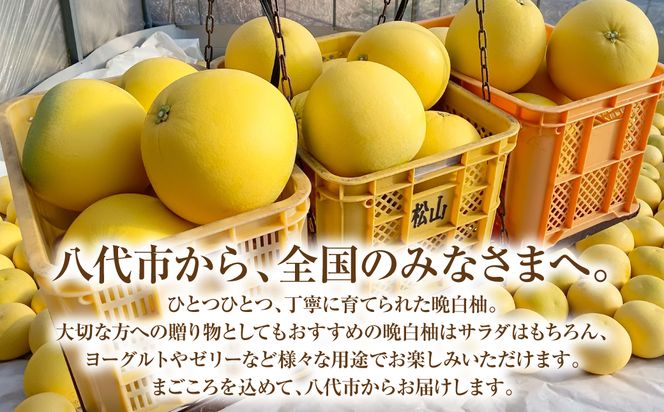 【先行予約】ハウス晩白柚 秀品2Lサイズ 2玉入り ばんぺいゆ 柑橘 果物 果実 くだもの フルーツ 特産品 熊本県 八代市 【2026年12月中旬より順次発送】