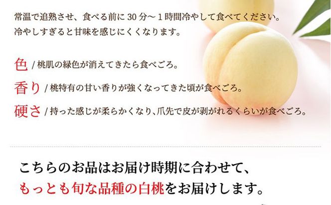 桃 2026年 先行予約 岡山 白桃 ロイヤル 4～8玉 約1.2kg JA おかやま のもも（早生種・中生種） もも モモ 岡山県産 国産 フルーツ 果物 ギフト 甘い 美味しい 産地直送 贈り物 高糖度 