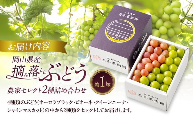 岡山県産 摘み落としぶどう 農家セレクト2種詰め合わせ 約1kg 葡萄 ブドウ 岡山県産 オーロラブラック ピオーネ クイーンニーナ シャインマスカット 数量限定