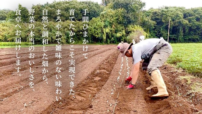  ＼ 選べるお届け月と内容量／  農家直送 旬のお野菜 おまかせセット  野菜セット 野菜 旬 詰め合わせ やさい おまかせ 自然 春野菜 夏野菜 セット 季節 新鮮 旬 農家直送