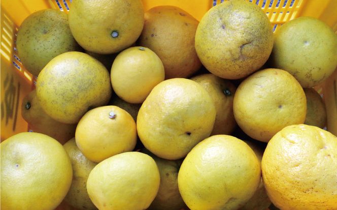 訳あり 文旦 7kg 8000円 ぶんたん みかん mikan 蜜柑 ミカン わけあり 家庭用 産地直送 国産 農家直送 糖度 期間限定 数量限定 特産品 ゼリー ジュース アイス 人気 限定 甘い 果実 果肉 フルーツ 果物 柑橘 ビタミン 健康 美味しい おいしい ジューシー 小玉 含む サイズ ミックス 規格外 傷み補償 500g ミッチーのおみかん畑 愛南町 愛媛県