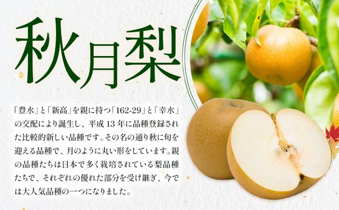 梨 秀品 秋月梨 選べる内容量 約1.8kg 約5kg 約10kg 日本フルーツ《9月上旬-9月末頃出荷》熊本県 長洲町 なし 梨 果物 フルーツ デザート ギフト ご贈答---sn_cnfakn_ac9_r8_10000_1800g---