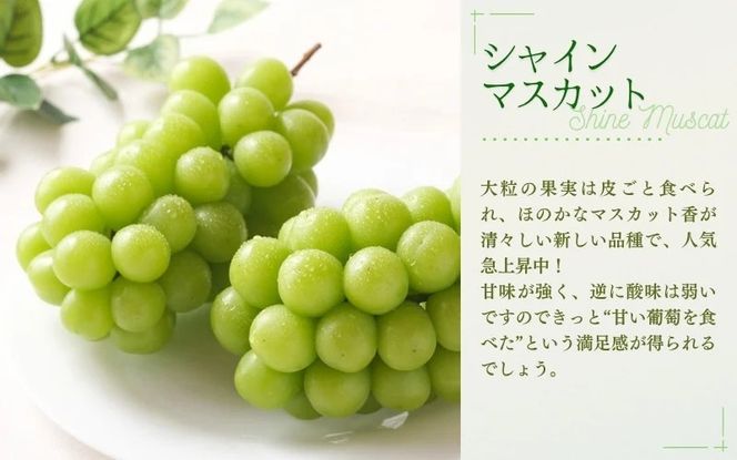【2026年先行予約】【訳あり】NISSHOKU FARM ご家庭用ぶどう２種セット 2房 約1.0kg / ぶどう 詰め合わせ ブドウ 葡萄 シャインマスカット ピオーネ クイーンニーナ オーロラブラック 先行予約 フルーツ 訳あり 果物 大粒サイズ 【nisfarm020-01】