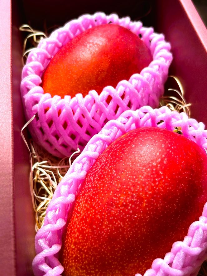 老舗青果店のご家庭用　アップルマンゴー　2～3玉 464686_DR004