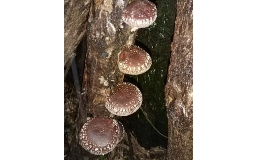 【年内出荷】数量限定 原木椎茸「金山かぐや」射水市金山産 /おせち材料 正月 料理 きのこ 野菜 山菜/富山県射水市 ※2025年12月中旬～2026年4月下旬頃に順次発送予定