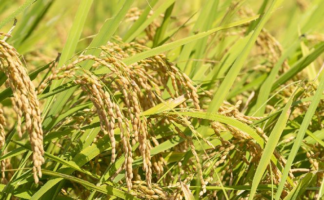 令和7年産 京都宮津市産コシヒカリ 5kg お米 白米 精米 コシヒカリ 5キロ 送料無料 ギフト ごはん ご飯 おにぎり お弁当 