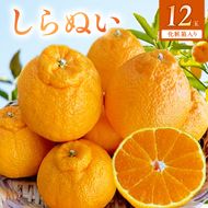 【2027年先行受付】しらぬい（デコポン）化粧箱　12玉入り ※着日指定不可_BF6066