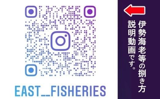 【天然】活伊勢海老３ｋｇ伊勢海老 伊勢エビ 伊勢 海老 エビ イセエビ 生きたまま 海鮮 お祝い ギフト 魚介 刺身 キャンプ BBQ 鮮魚 人気