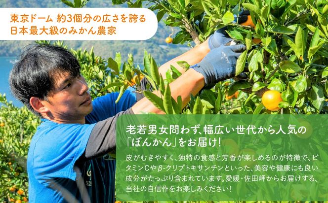 【先行予約】【訳あり】産地直送！愛媛県産ぽんかん 5kg（2027年1月上旬より順次発送）IKTF033