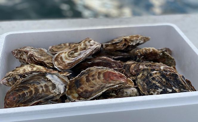 先行予約 北海道 サロマ湖産 カキ 約4.7kg 牡蠣 かき 海鮮 魚介 国産 殻付き 貝付き 生牡蠣 生食 焼き牡蠣 蒸し冷蔵 産地直送 オホーツク 魚貝類 