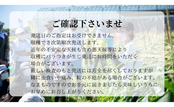 【先行予約】?極の?さと果汁 白いとうもろこし おすすめ コーン トウモロコシ 採れたて 新鮮 健康 ヘルシー 人気 厳選 袋井市