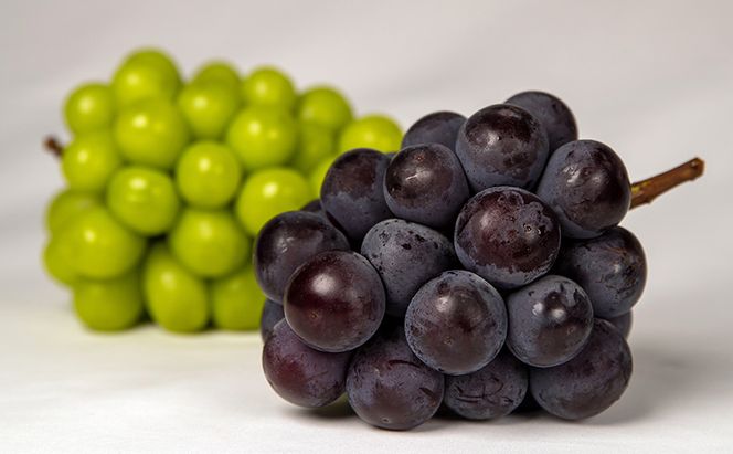 ぶどう 2026年 先行予約 果物 詰合せ ニュー ピオーネ 1房（1房470g以上）シャイン マスカット 晴王 1房（1房470g以上） 化粧箱入り 岡山県産 国産 フルーツ ギフト  果物類 