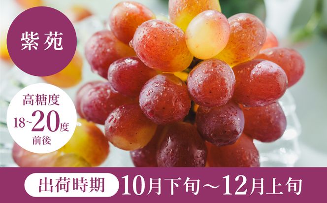 【2026年先行予約】数量限定 訳あり 豊岡ぶどう「紫苑」 約300g×6パック／ 紫苑  しえん ブドウ 葡萄 訳ありぶどう 大粒 強い甘み 爽やかな酸味 新鮮 果物 産地直送 くだもの フルーツ 上品 香り