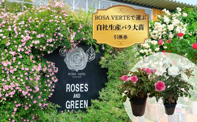 コマツガーデン直営店「ROSA VERTE」で選ぶ、自社生産バラ大苗引換券 SWBD016