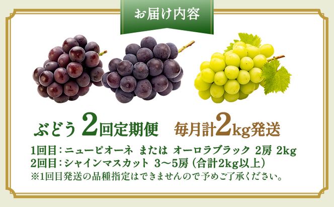 ぶどう 2026年 先行予約 2回 定期便 (毎月計2kg発送) ピオーネ オーロラブラック シャインマスカット ブドウ 葡萄 岡山県産 国産 フルーツ 果物 ギフト OEC KINGDOM ぶどう家 果物類