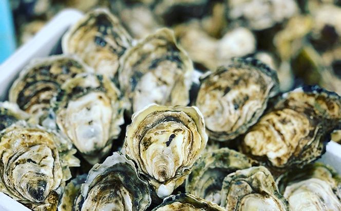 厚岸町産 「カキえもん物語」 カキえもん 干しカキえもん セット 魚貝類 干物 生牡蠣 純厚岸産牡蠣 旨味 海の幸 乾物 海産物詰め合わせ 