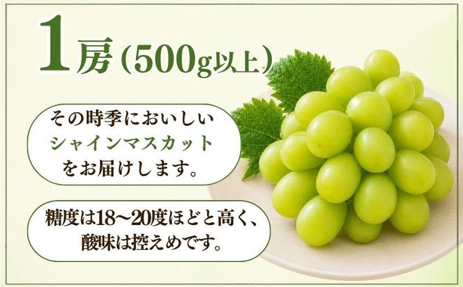 【2027年　先行予約】山梨県産　シャインマスカット1房（500g以上） GA004