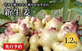 先行予約 秋田県 にかほ市産 新生姜1.2kg【 生姜 しょうが ショウガ ジンジャー 薬味 】
