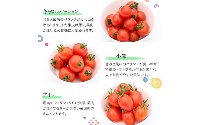 訳あり・規格外！数量限定の門川町産ミニトマト(計約4kg)フルーツトマト とまと 野菜 キャロルパッション 小鈴 プレミアムルビー アイコ ミックス 生 旬野菜 冷蔵【X-11】【いけとも農園】