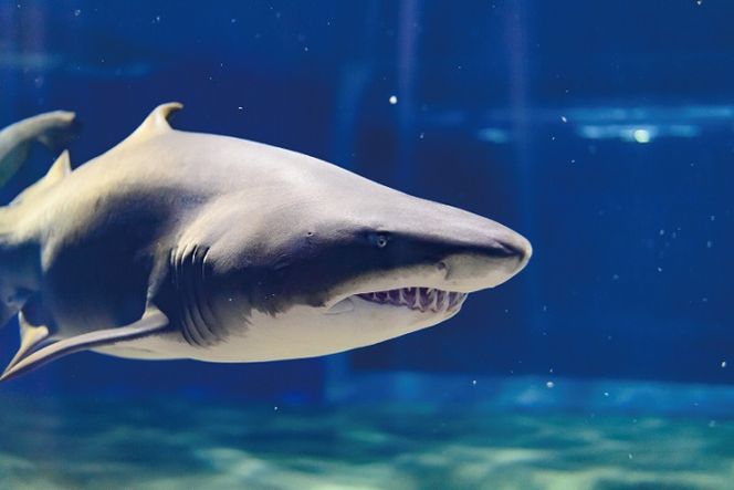アクアワールド茨城県大洗水族館 年間パスポート 大人2名 大洗 チケット 券 アクアワールド 水族館