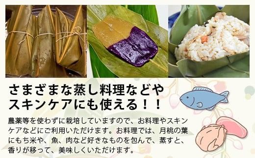 自然栽培の「月桃の葉20枚」セット（特別栽培、栽培期間中農薬不使用）【 沖縄県 石垣島産 月桃 葉 鑑賞 化学肥料不使用 】OI-15