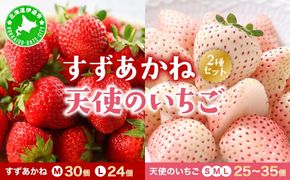 2025年 発送 先行 予約 北海道 伊達市 すずあかね と 天使 の いちご セット 25～35個入り 苺 イチゴ スイーツ デザート 果物 甘い 赤 白 鮮やか 新鮮 ケーキ お菓子作り 希少